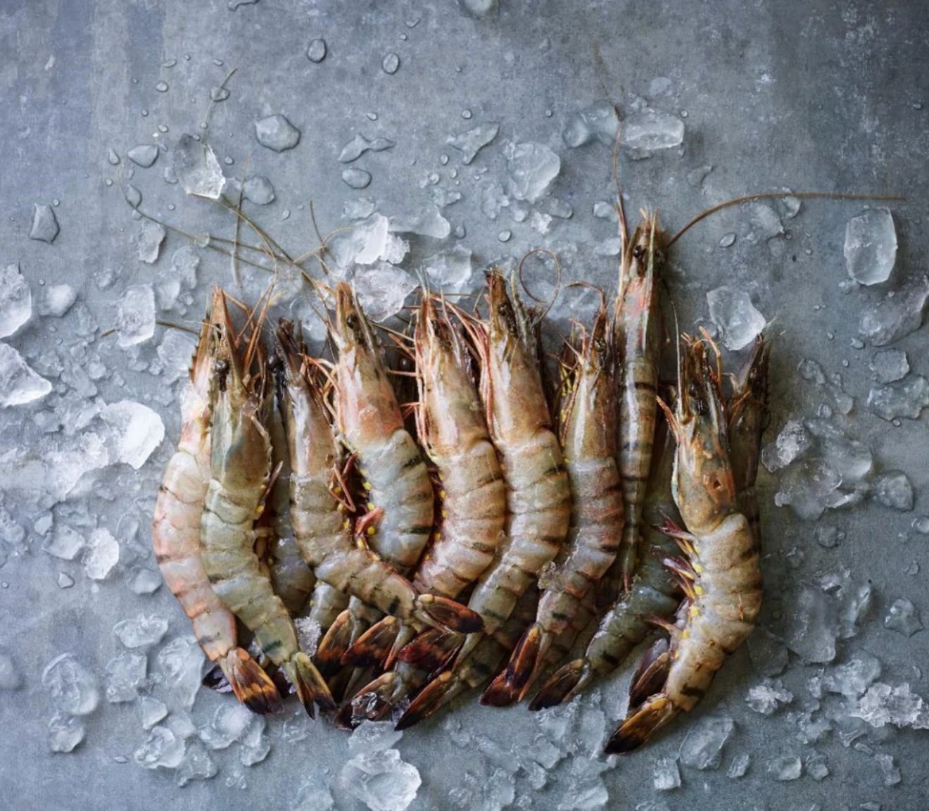 Shrimps Hon black tiger